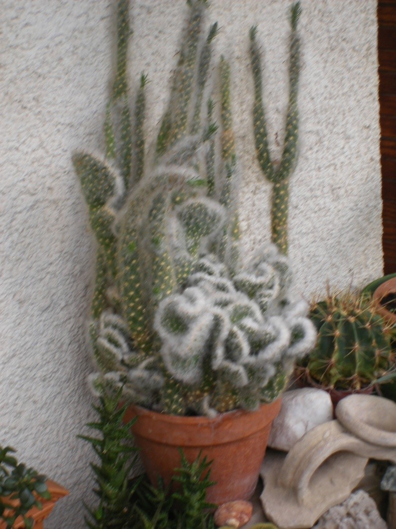 cactus, fleurs et jardin de Karouff 2006-132