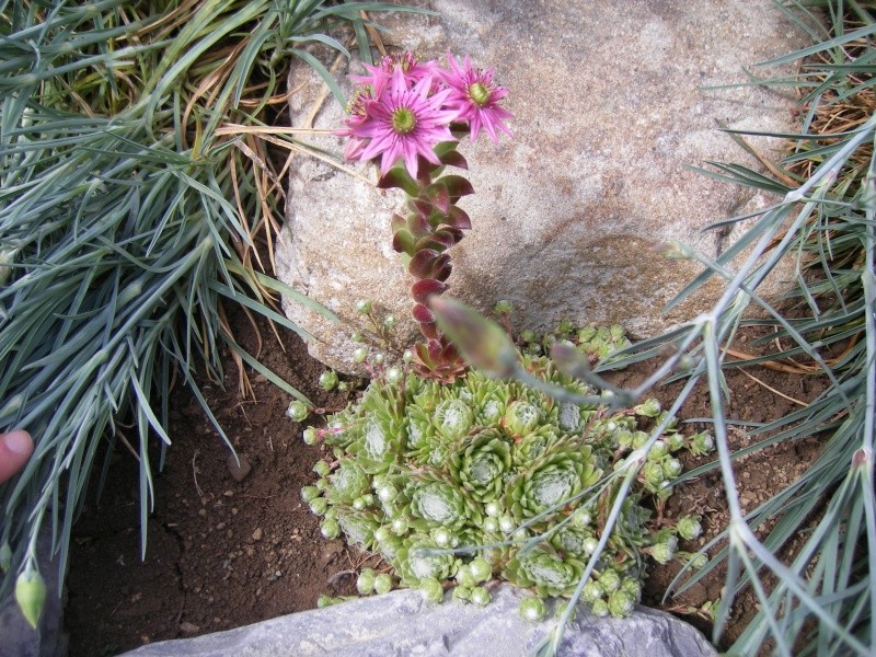 cactus, fleurs et jardin de Karouff 2006-134