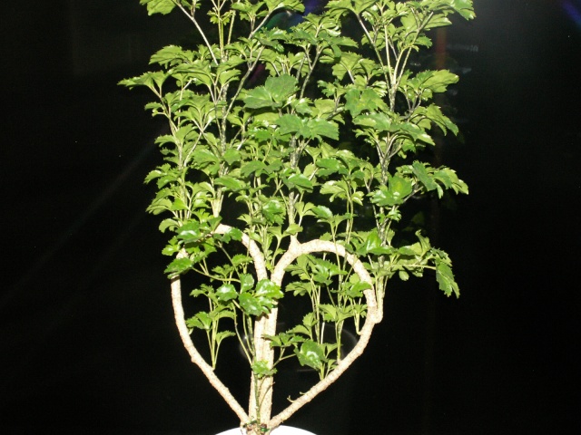 Polyscias filicifolia Pict1231