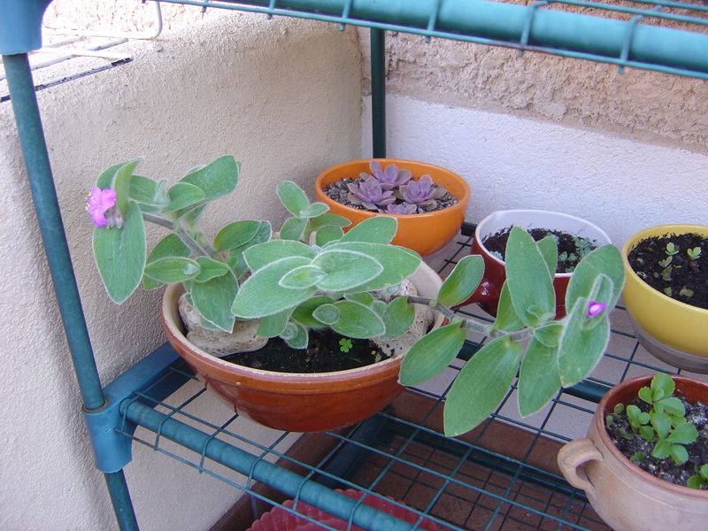 Tradescantia sillamontana 10nov10