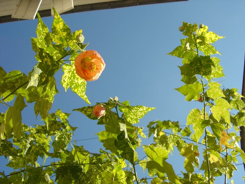 Abutilon pictum "Thompsonii"   R_fev10