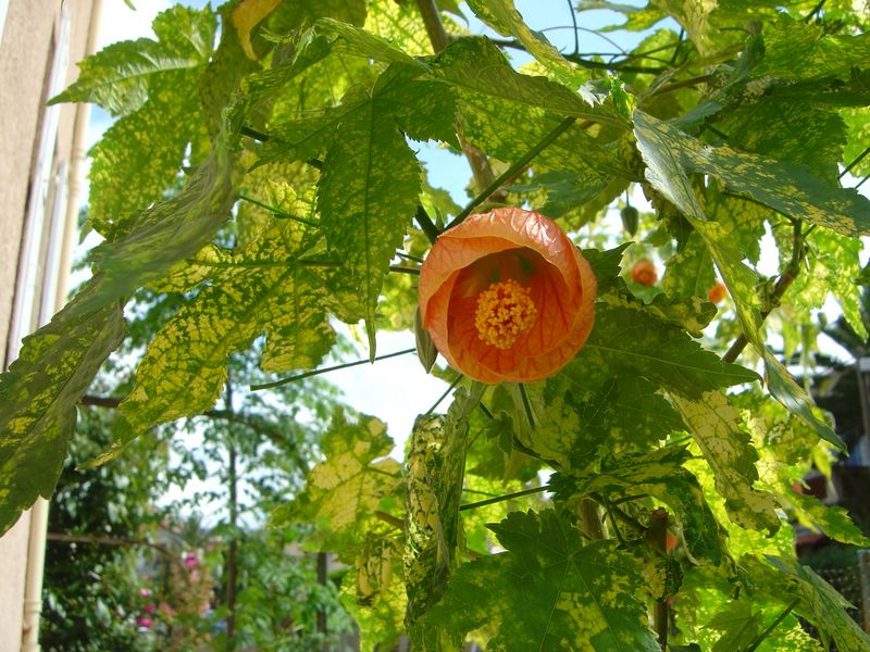 Abutilon pictum "Thompsonii"   V_mai10