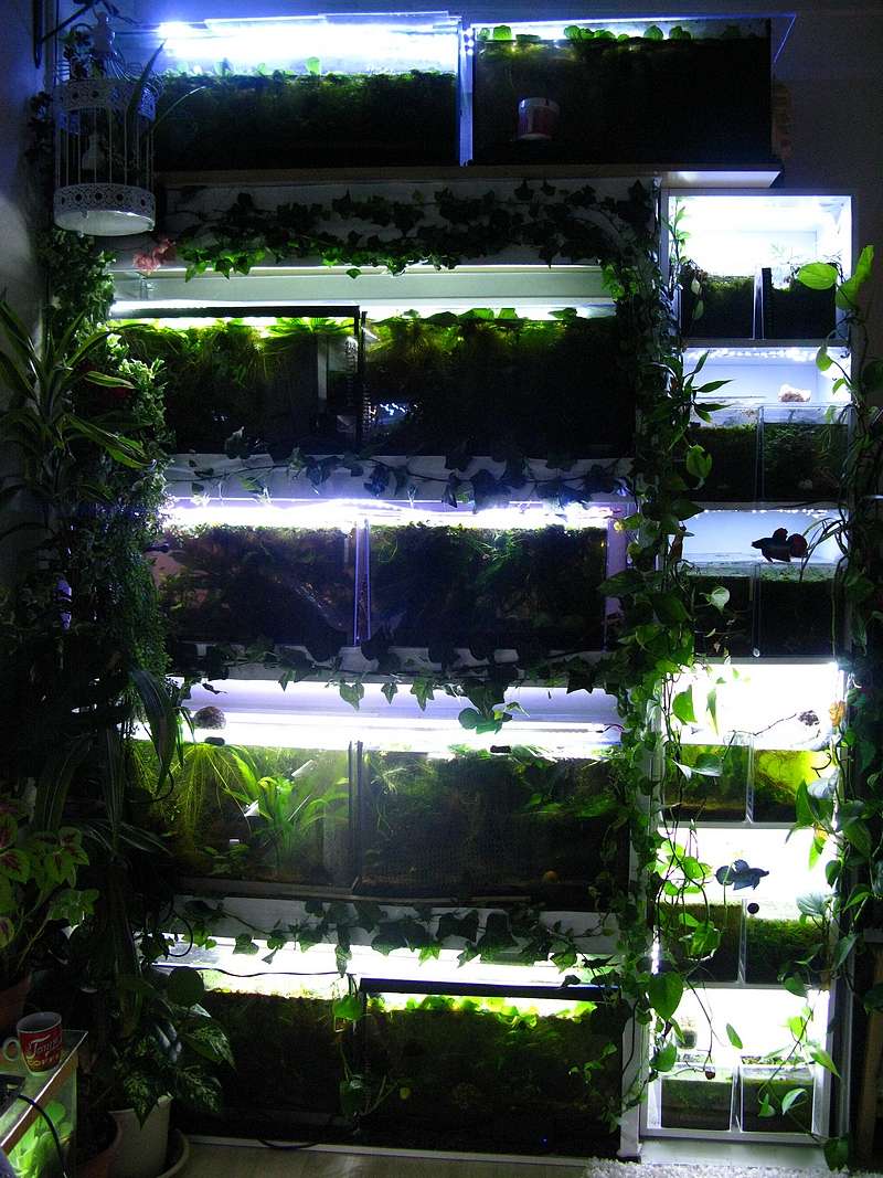 mon "fish-salon-room" et mes autres bacs.... Battar11