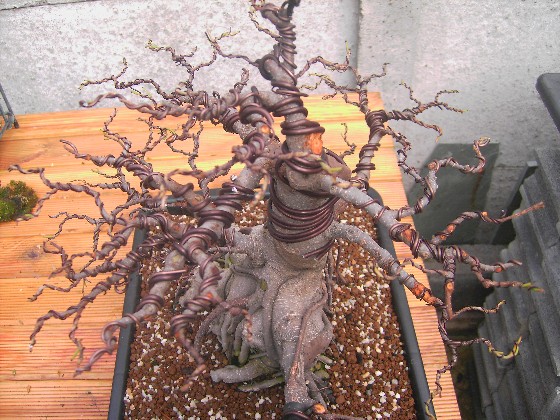 ficus retusa Travau18