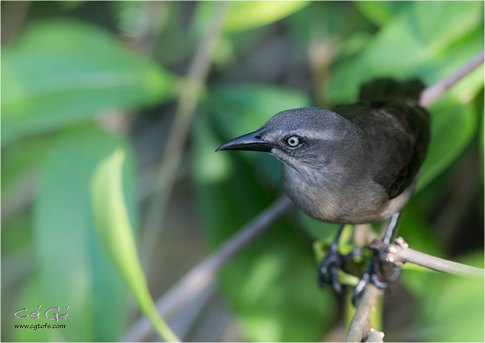 Petits oiseaux _dm_0610