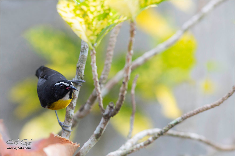 Petits oiseaux _dm_0710