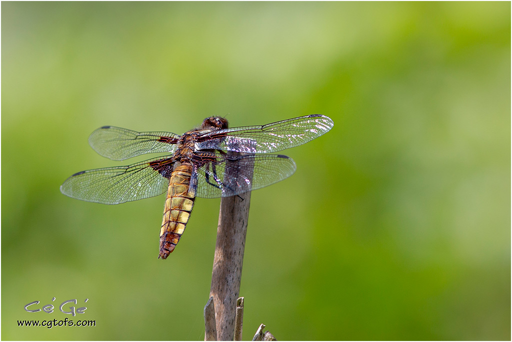 Dans le jardin ... _dm_1711