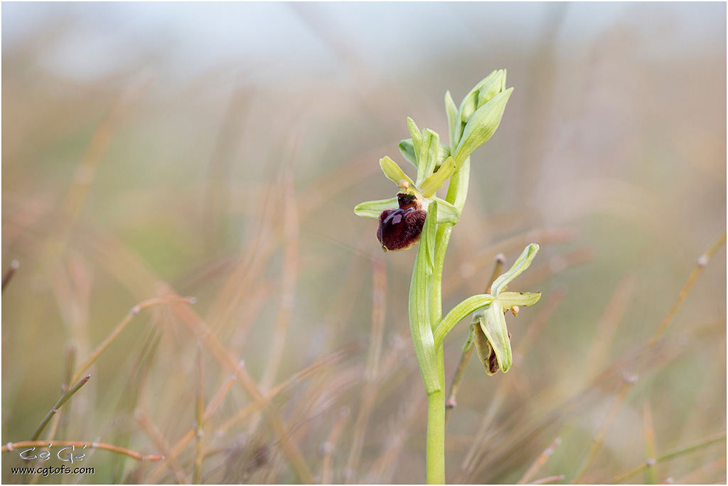 Ophrys des Olonnes 2022 ... _dm_5512