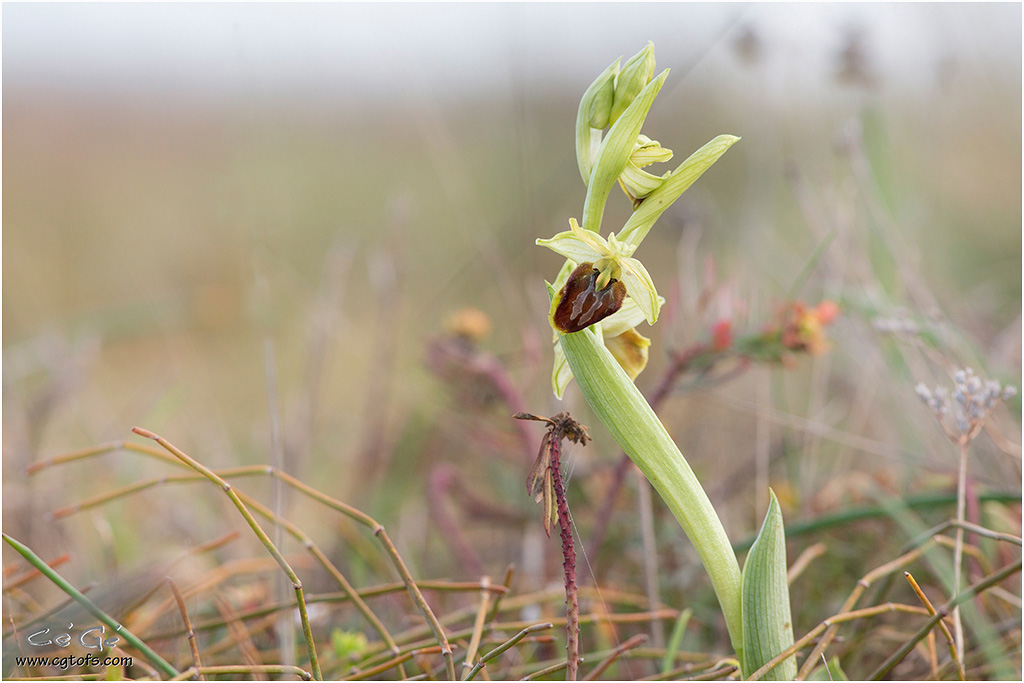 Ophrys des Olonnes 2022 ... _dm_5513
