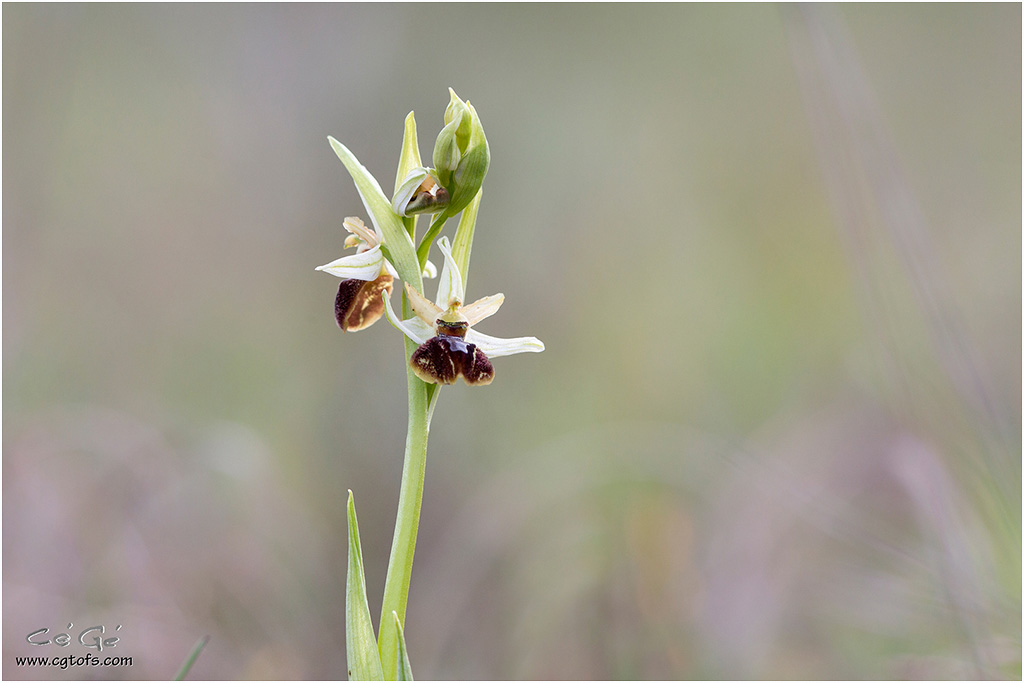 Ophrys des Olonnes 2022 ... _dm_5515