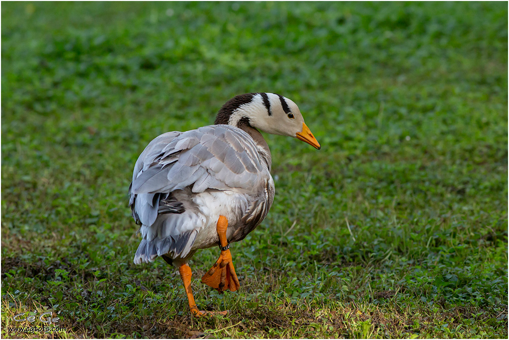 Dans le parc des "Oiseaux du Marais" _dm_7513