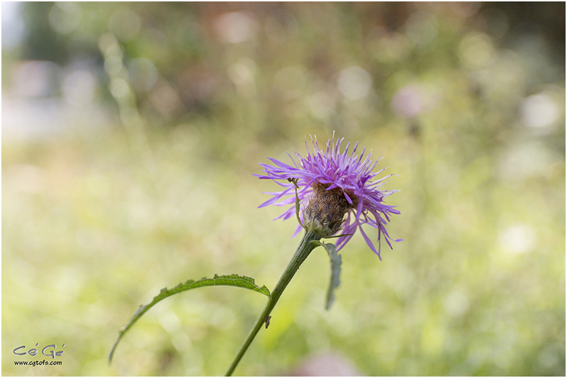 Quelques fleurs des prés ... _dm_8911