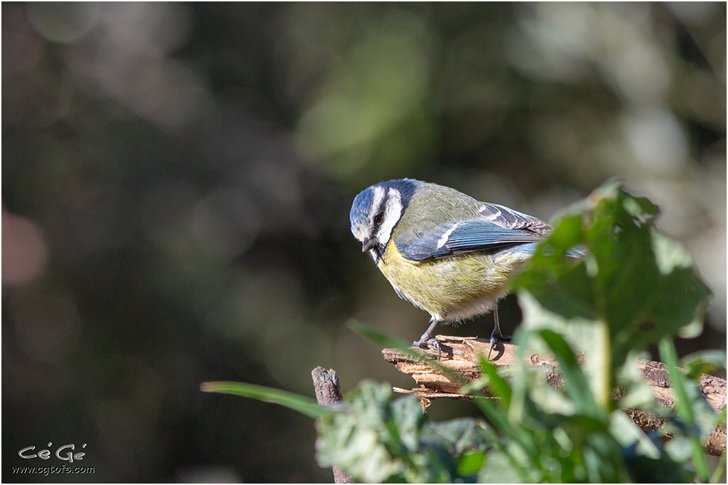 Dans le jardin ... _em_1516