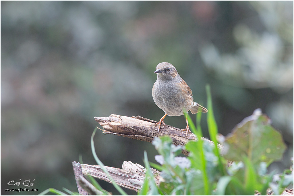 Dans le jardin ... _em_1610