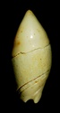 [résolu]Ancilla glandiformis Lamarck,1810 Leog-012