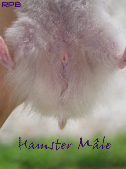 sexage hamster (syrien) M_adul11