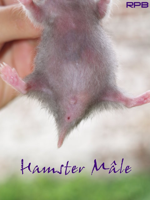 sexage hamster (syrien) M_jeun10