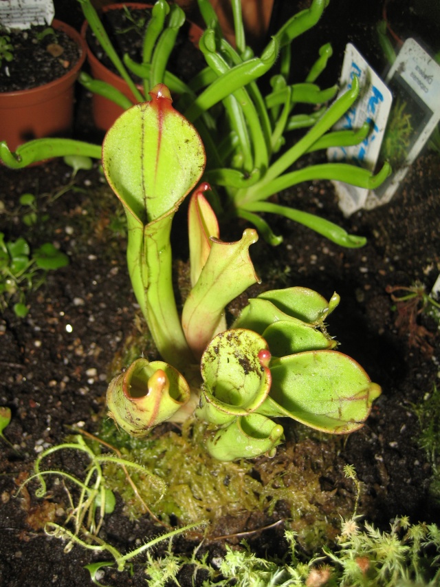 1er heliamphora adulte Heterodoxa x minor Minorx10