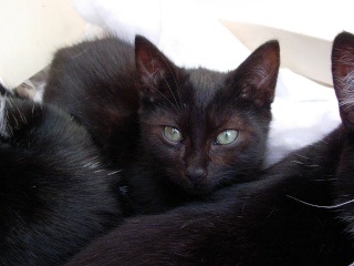 cassius - Cassius, chaton noir de 3 mois et demi Dscn6112