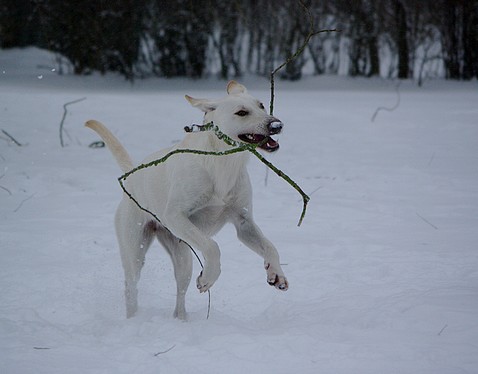 Photos dans la neige, ajout le 26 décembre Baton10