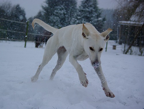 Photos dans la neige, ajout le 26 décembre Bondit10