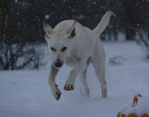 Photos dans la neige, ajout le 26 décembre Bondit12