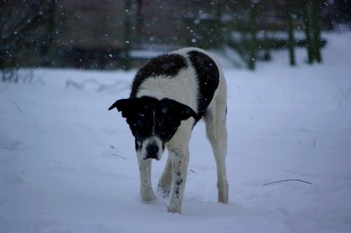 Photos dans la neige, ajout le 26 décembre Neige12