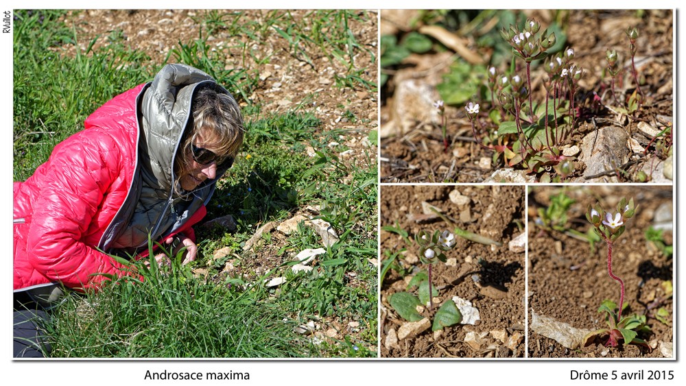 Tout petit tout petit dans la Drôme provençale 15-04-13