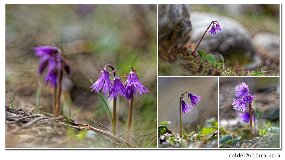 quelques vernales du Vercors Est (38) le 2 mai 15-05-16