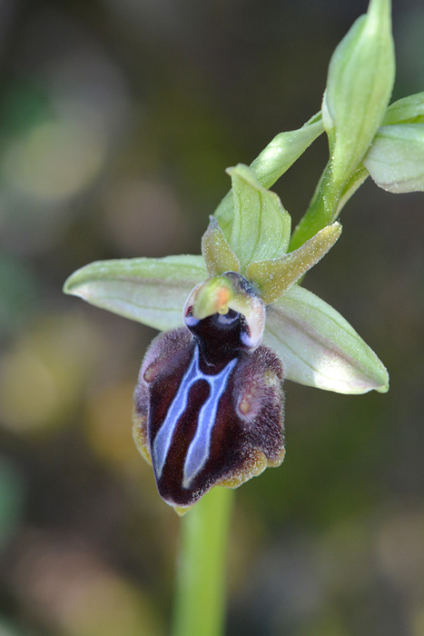 Ophrys doerfleri Jlr_7713