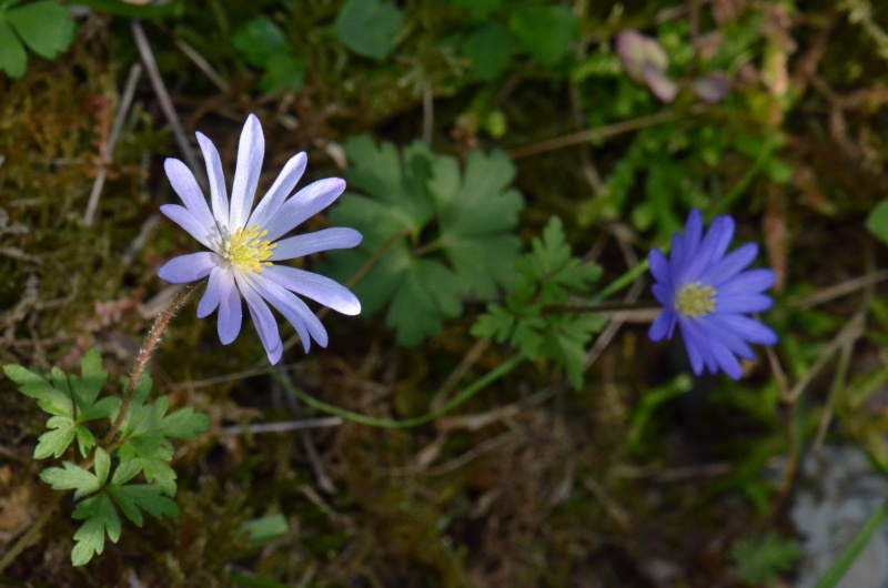 Balades (familiales) en Grèce Continentale (10 au 19 avril) Fleurs10