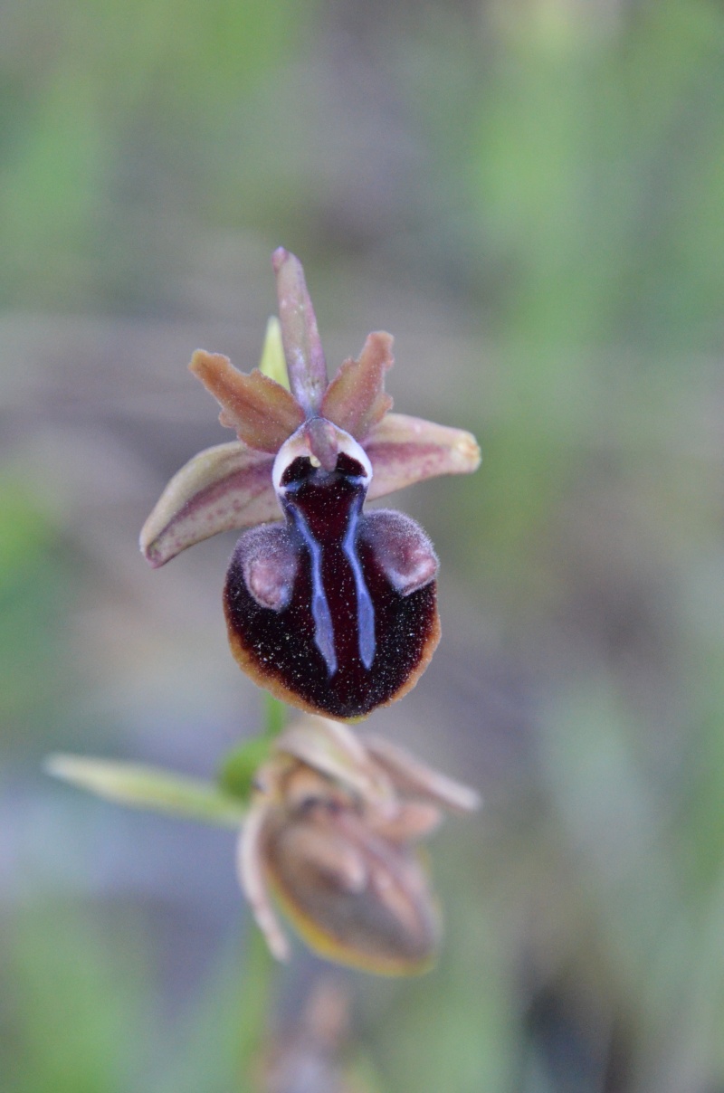 Balades (familiales) en Grèce Continentale (10 au 19 avril) Ophrys10