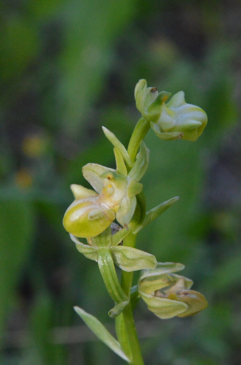 Balades (familiales) en Grèce Continentale (10 au 19 avril) Ophrys11