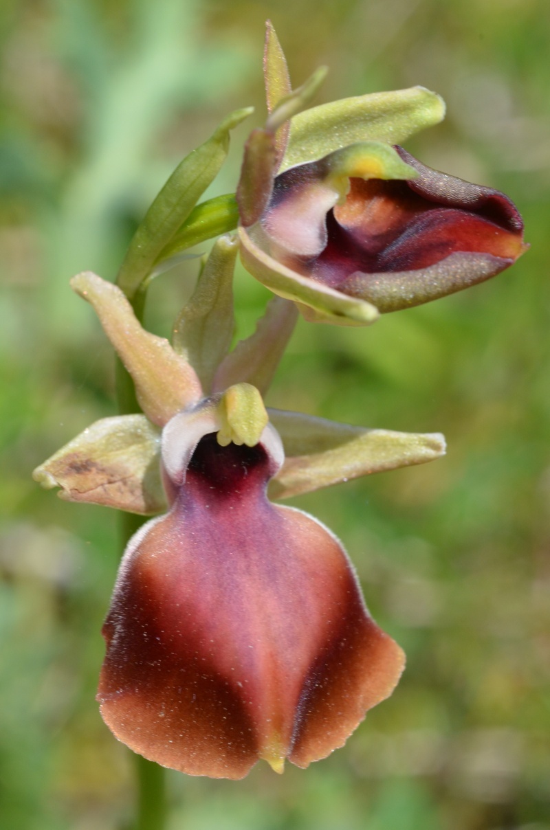Balades (familiales) en Grèce Continentale (10 au 19 avril) Ophrys14