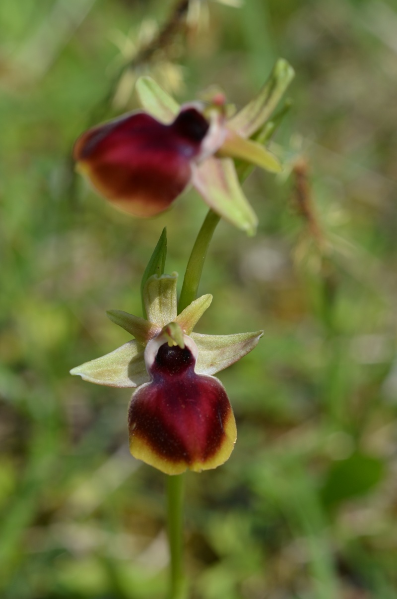 Balades (familiales) en Grèce Continentale (10 au 19 avril) Ophrys16