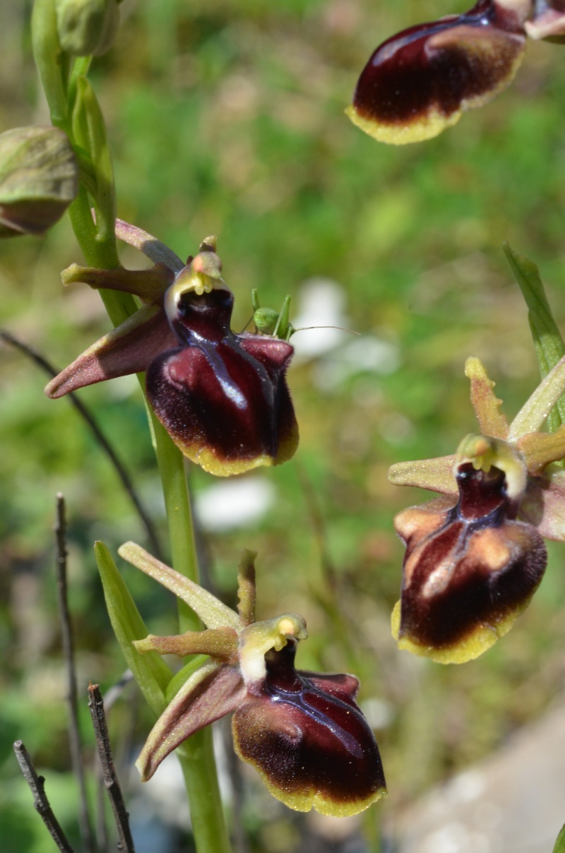Balades (familiales) en Grèce Continentale (10 au 19 avril) Ophrys18