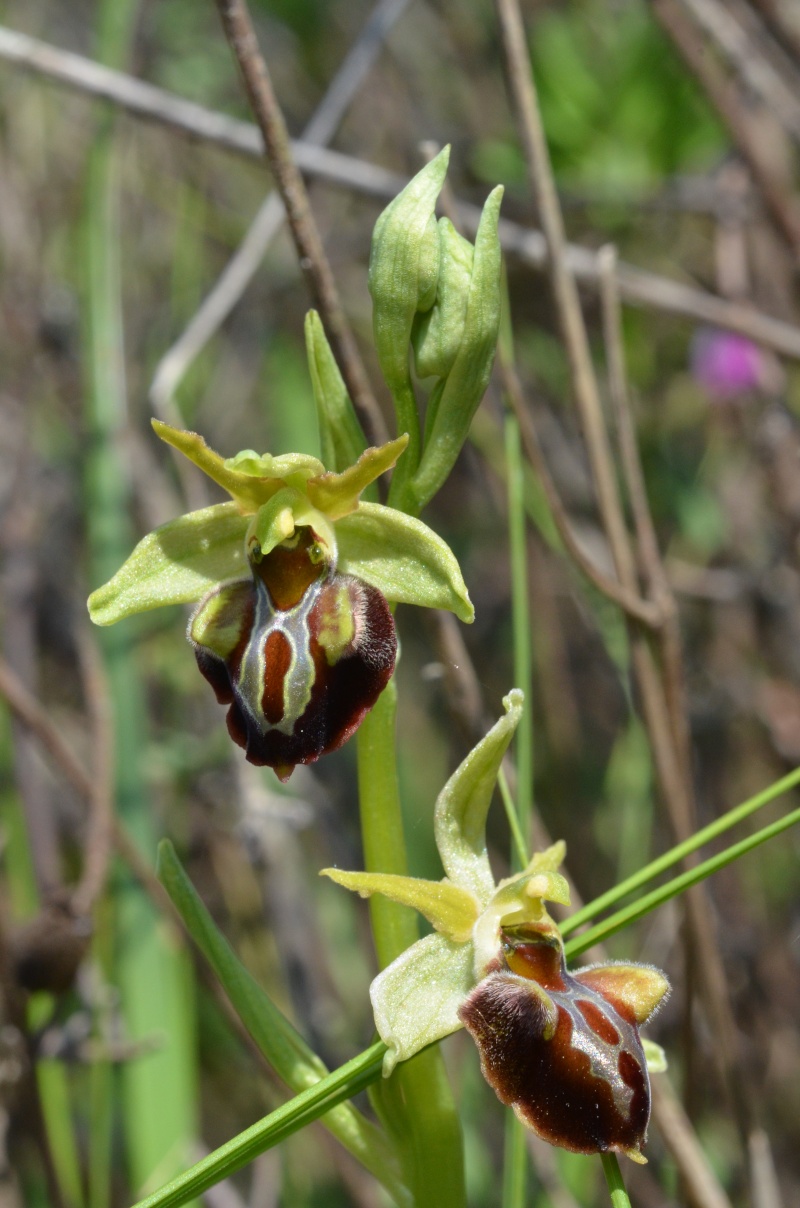 Balades (familiales) en Grèce Continentale (10 au 19 avril) Ophrys19