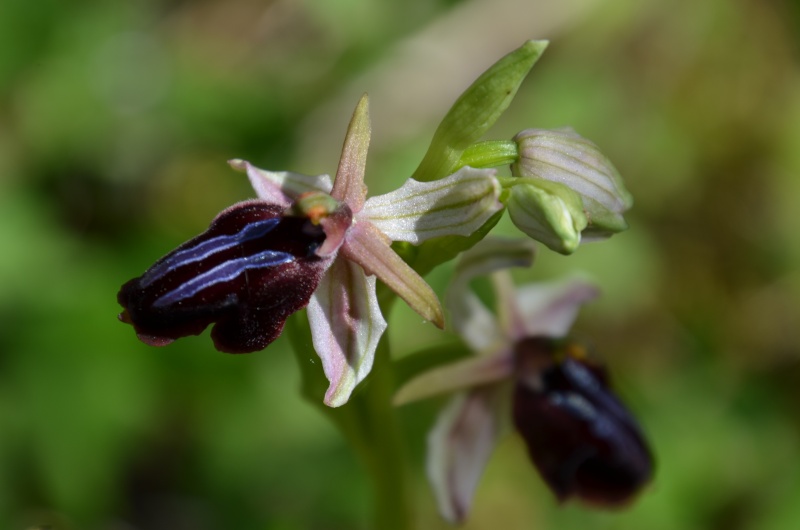 Balades (familiales) en Grèce Continentale (10 au 19 avril) Ophrys25