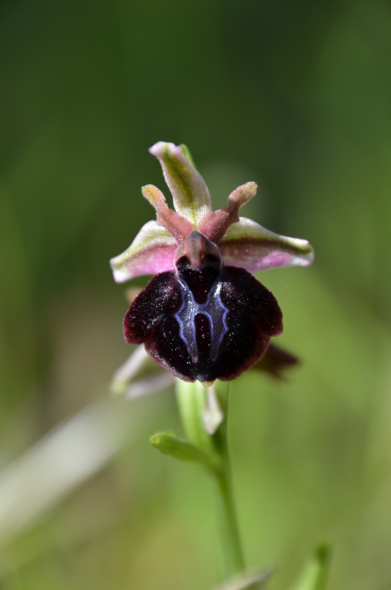 Balades (familiales) en Grèce Continentale (10 au 19 avril) Ophrys35