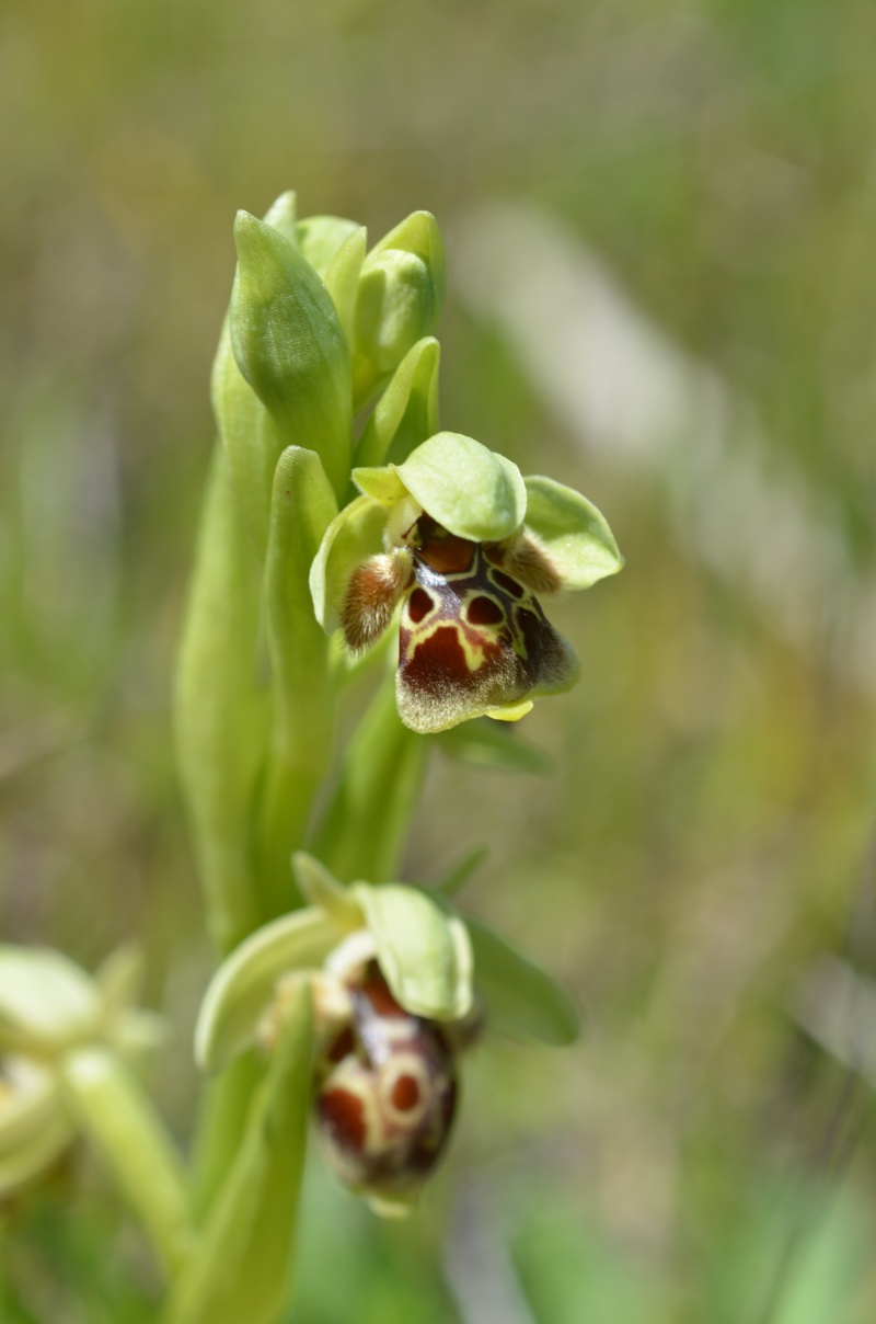Balades (familiales) en Grèce Continentale (10 au 19 avril) Ophrys38