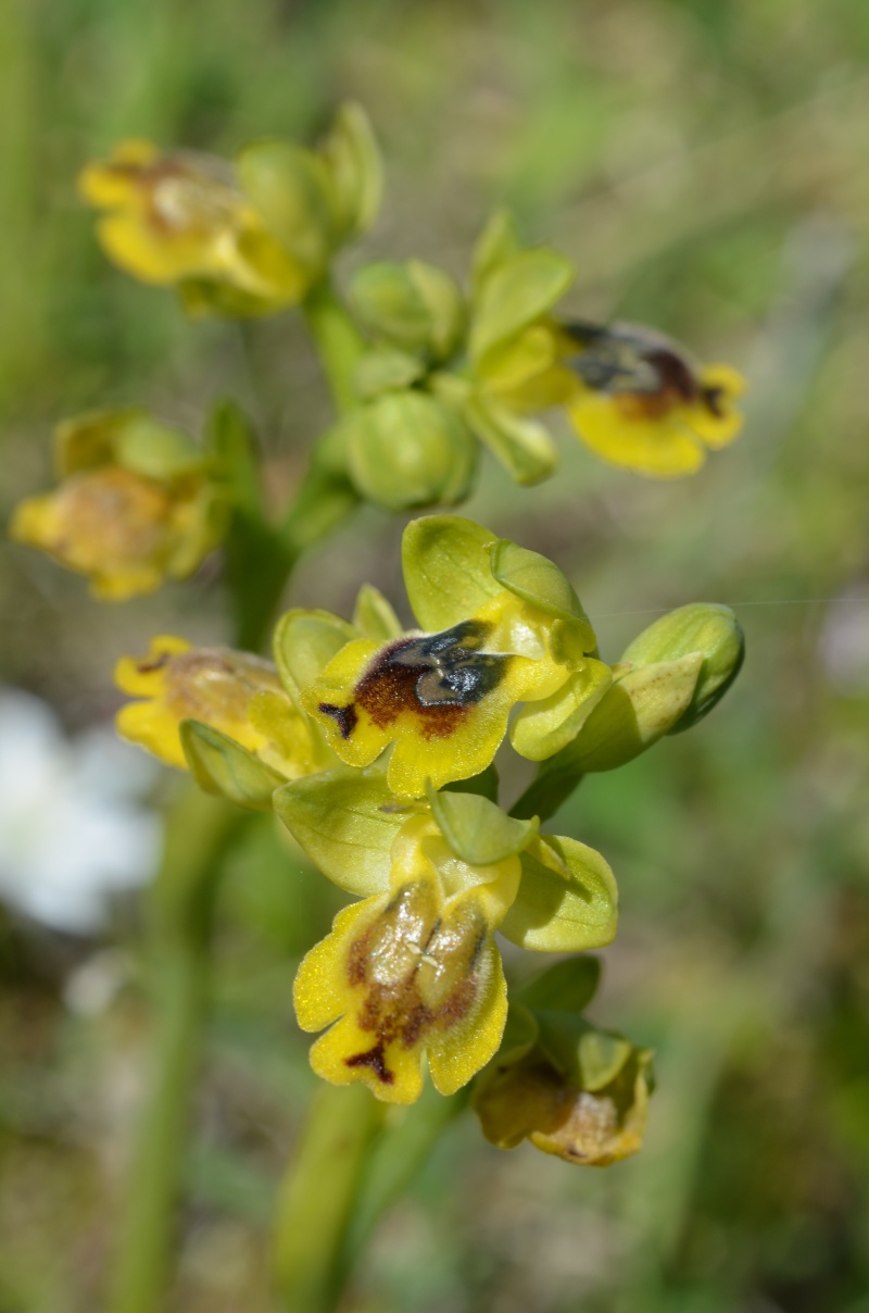 Balades (familiales) en Grèce Continentale (10 au 19 avril) Ophrys46