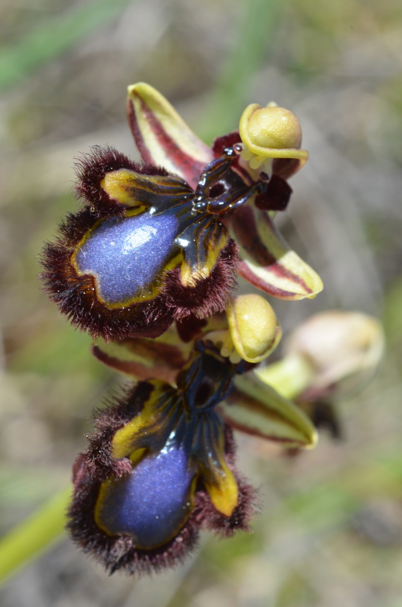 Balades (familiales) en Grèce Continentale (10 au 19 avril) Ophrys48