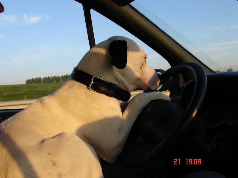 Les photos de notre chien (moi et ardennes moto) Dsc00710