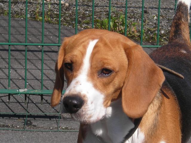 Beagle mâle  à la SPA  de Val de Marly : 11776411