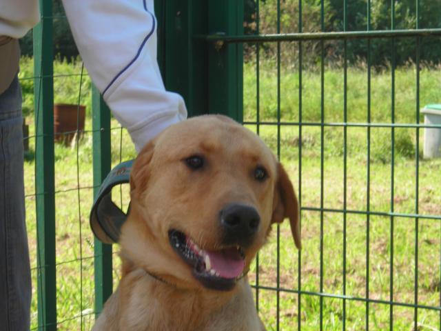 Labrador mâle sable à la SPA  de Val de Marly 11778510