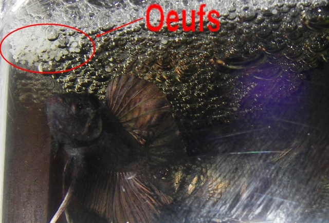 PROTOCOLES ET METHODES DE REPRODUCTION Cpl_ou10