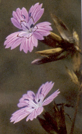 dianthus - Dianthus strictus ex Turquie Dianth10