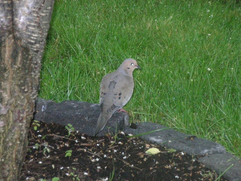 Tourterelle ou pigeon ? Photo_33