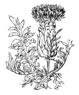 Centaurea corymbosa (11) 23 avril 2015 Cartha12
