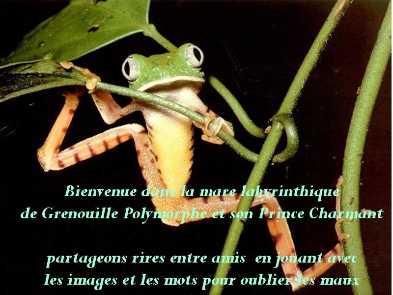 grenouille polymorphe